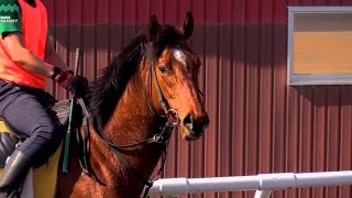 【ホープインザダーク】デビューまでの道のり