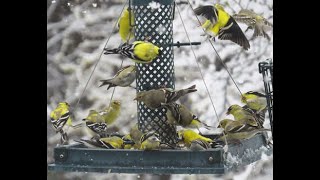 Winter Bird Feeding: Tips for Attracting Birds to Your Yard