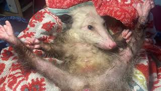 Momma Opossum with Head Trauma and her Newborn Babies.