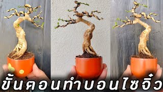 วิธีทำบอนไซจิ๋ว How to create Miniature Bonsai