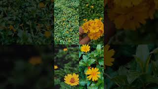 ভৃঙ্গরাজ অযত্নে বেড়ে ওঠা একটা সুন্দর ফুল🌻❤️#flower❤️#shortvideo