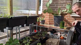 de winterharde schijf cactus - Opuntia cactussen september  update