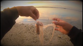 【後編】無人島でシガヤーダコを獲ってすぐ餌にしてみると‥