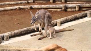 多摩動物公園　アカカンガルーの赤ちゃん