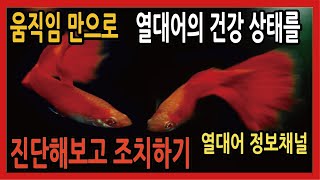 움직임만으로 열대어의 건강상태 진단하고 조치하기 - 열대어정보채널