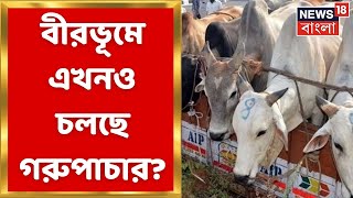 Cow Smuggling Case: Jail এ Anubrata Mondal, এখনও Birbhum এ চলছে গরুপাচার? | Bangla News