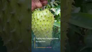 Finding Very Tempting Green Durian Fruit #shorts #shortvideo #short #shortsvideo #trendingtopik