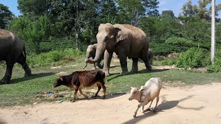 Wild Elephants Herd And Cows || Numaligarh , Golaghat