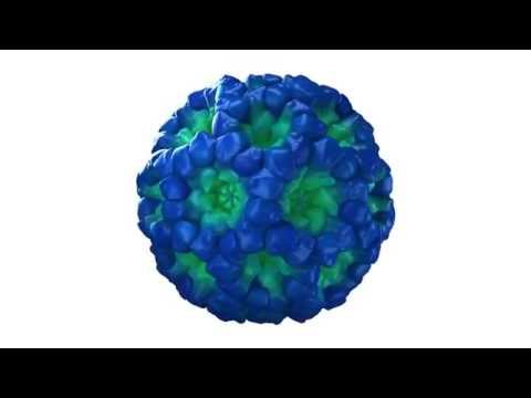 What is the structure of norovirus?