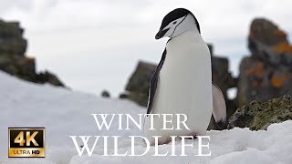 Exploring the Enduring Power of Winter Wildlife  | Nature Documentary | Animals planet