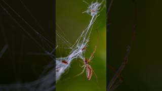 Anillo inversor para realizar fotografía macro #tipsfotografia #macro #fotografíamacro