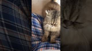 猫のふみふみ動画part2