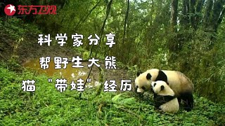 “熊猫语十级”科学家讲述如何帮野生大熊猫“带娃” #未来中国第二季