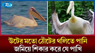 রানির পোশাক,  আলবেনিয়ার মুদ্রা ও বিভিন্ন দেশের জাতীয় প্রতীক যে পাখির দখলে | Pelican Bird Facts | Rtv