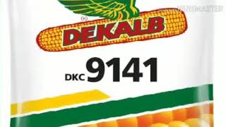 DEKALB 9141 Aurangabad