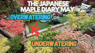 Stop Killing Your Trees Overwatering Vs Underwatering