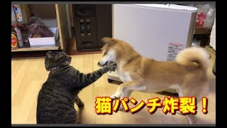 柴犬ハナとキジトラ猫クロのストーブ前でまさかの・・・【おもしろ】 -- Shiba and cat in front of heater... --