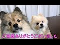 飼い主のミッションは今日もポンちゃんをキレイに可愛くすることです