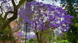 Jacaranda season in Australia | Jacaranda sydney | best places to see jacaranda in sydney