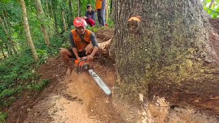 One trembesi tree with root cutting -Husqvarna 395 xp