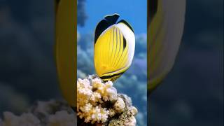 Terungkap! Peran Tersembunyi Butterflyfish dalam Ekosistem Laut