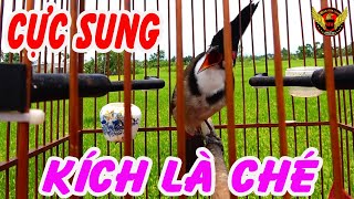 Luyện chào mào CHÉ/ KÍCH CHÀO MÀO NHANH CHÉ giữ lửa cho chim luôn căng  kích chào mào trống căng lửa