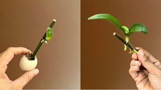 Very Strange Thing That Makes Orchid Branches Immediately Sprout and Bloom Forever