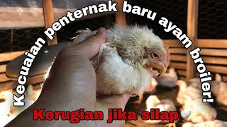 KESILAPAN menyebabkan KERUGIAN penternak ayam broiler/daging!!