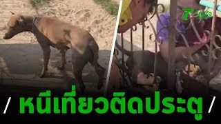 หมาหนีเที่ยว มุดติดประตูรั้ว | 27-12-62 | ข่าวเช้าไทยรัฐ