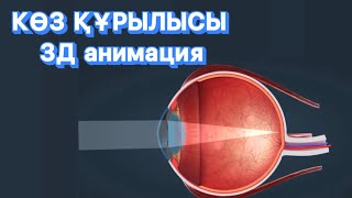 КӨЗ ҚҰРЫЛЫСЫ | КӨРУ