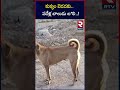 కుక్కల బెడదకు .. పదేళ్ల బాలుడు బలి ... ten years boy die*d in dogs attack nizamabad rtv