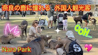 奈良の鹿に憧れる外国人観光客🫎 癒され微笑む | 奈良鹿公園 | Japan vlog Daily life