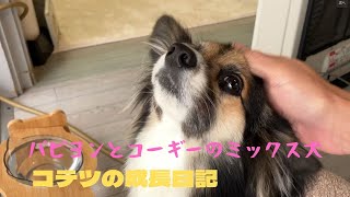 【パピヨンとコーギーのミックス犬】コテツの朝ごはん　Kotetsu's breakfast