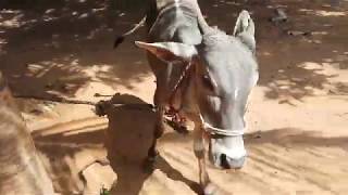 Pulikulam Native jallikattu breed