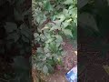 panen cabe liar#trending#satisfying #viralvideo#garden#farming#garden#agriculture#amazing #shorts