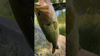 Nice 2 pounder on a spinner #oklahomafishing #fishing #largemouthbass