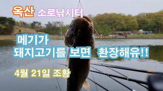 메기가 돼기고기를 보면 환장을 해유!!