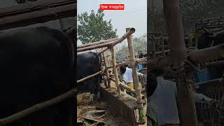 Cow unloading - গরুর হাটে গাড়ি গরু থেকে আনলোডিং হওয়ার দৃশ্য #goru