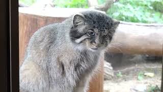 Pallas's cat　おやつは馬肉です♪ ボルくんとポリーちゃんのおやつタイム❣️ 　マヌルネコ　那須どうぶつ王国　2023年8月14日　00060