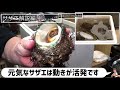 ＃004【富山の小さな居酒屋】家庭でグルメ！超簡単！サザエ解説します！！