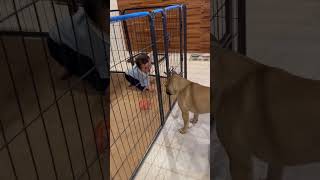 ［生後9ヶ月赤ちゃんと犬］続きの動画なのですが、兄弟皆んなで遊んでます😁 #baby #cutebaby #cute #dog