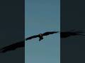 An Eagle flies and screams loudly, king of the sky, amazing sound.