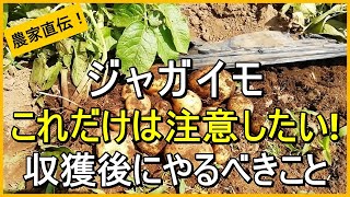 [Potato cultivation] Explaining precautions when harvesting and tips for long-term storage [Taugh...