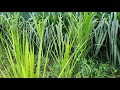 hiranani grass in odisha puri hiramani grass booking karnahe kijiya