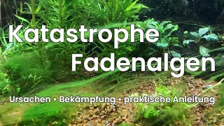 Aquarium Probleme lösen • Fadenalgen - eine praktische Anleitung wie ich meine Algenblüte auflöste