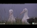 sky calling royal albatross trio gets acquainted in new zealand royalcam cornell lab