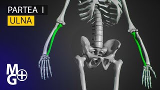 ULNA ( Curs/Prezentare 3D de Anatomie)- partea 1