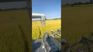 ច្រូតស្រូវផ្ការំដួល #rice #farming #countryside #vlog #machine #shorts #ricecultivation