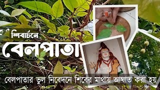 শিবার্চনে বেলপাতা।bael leaf। bel leaves to offer shiva #shiv #shiva #shivshankar।