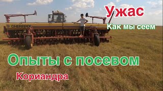 Ужас!!! Опыты с посевом кориандра